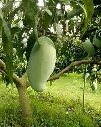 Brunei King Mango (બ્રુનેઇ કિંગ કેરી)